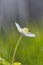 Anemone, windflower, ranunculaceae flower in nature