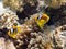 Anemonefish / Clownfish