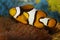 Anemonefish, Clownfish