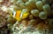 Anemonefish or clownfish in the Red Sea