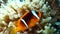 Anemonefish or clownfish in the Red Sea