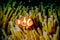 Anemonefish kapoposang Indonesia hiding inside anemone diver