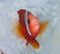 Anemonefish live in bleached sea anemone