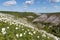 Anemones blooming on the chalk rocks. Floral spring background