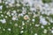 Anemones blooming on the chalk rocks. Floral spring background