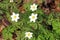 Anemones, bush-tree roses in the forest