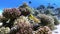 Anemones and clown fish on sea floor on coral reef