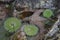 Anemones and eel grass in a tidepool at Tonquin Beach