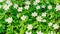 Anemones flower background with copy space. Spring flowers in the forest banner. Snowdrop windflower meadow close up photo