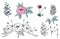 Anemones flowers, blueberry vector illustration, floral pattern, hand drawn