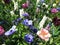 Anemones and hyacinths