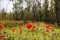 Anemones spring flowering in the South of Israel