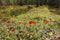 Anemones spring flowering in the South of Israel