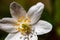 Anemonoides nemorosa flower in forest