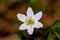 Anemonoides nemorosa flower in forest, close up