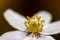 Anemonoides nemorosa flower in forest, macro