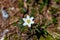 Anemonoides nemorosa flower in forest, macro