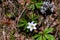 Anemonoides nemorosa flower in forest, macro