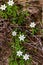 Anemonoides nemorosa flower growing in forest