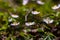 Anemonoides nemorosa flower growing in forest, macro