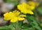 Anemonoides ranunculoides near Vienna, Austria