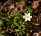 Anemony dubravny Anemone nemorosa L. in the spring