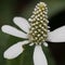 ANEMOPSIS CALIFORNICA BLOOM - BIG MORONGO CP BLM - 060721 A