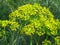 Anethum graveolens. Anethum graveolens L. dill aromatic medicinal annual herb. Blooming mammoth dill in the garden.