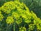 Anethum graveolens. Anethum graveolens L. dill aromatic medicinal annual herb. Blooming mammoth dill in the garden.