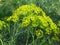 Anethum graveolens. Anethum graveolens L. dill aromatic medicinal annual herb. Blooming mammoth dill in the garden.