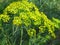 Anethum graveolens. Anethum graveolens L. dill aromatic medicinal annual herb. Blooming mammoth dill in the garden.