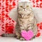 Angel cat, with bows and arrows and hearts in paws. Conception of love and Valentine`s Day