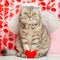 Angel cat, with bows and arrows and hearts in paws. Conception of love and Valentine`s Day