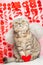 Angel cat, with bows and arrows and hearts in paws. Conception of love and Valentine`s Day