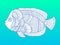 Angel fish color fashion vector illustration