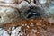 Angel Glacier in Jasper National Park