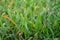 Angel Grass or Murdannia loriformis Hassk. R.S.Rao & Kammathy