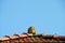 Angel head statue on roof top