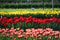 Angel Kiss Tulips - Mix at Veldheer Tulip Garden in Holland