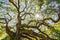 Angel Oak Live Oak Tree