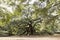 The angel oak near Charleston, South Carolina