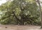 The angel oak near Charleston, South Carolina