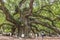 Angel oak Quercus virginiana