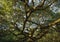 Angel Oak Tree in Charleston, South Carolina