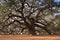 Angel Oak Tree Charleston South Carolina