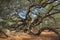 Angel Oak Tree Charleston South Carolina