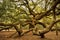 Angel Oak tree near Charleston South Carolina USA