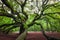 Angel Oak Tree in South Carolina