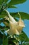 Angel`s trumpet, brugmansia arborea