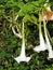 Angel`s Trumpet or Brugmansia Flowers with Green Leaves